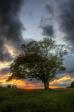 Tree on hill Robertson